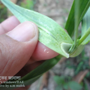 রসুনের থ্রিপস পোকা