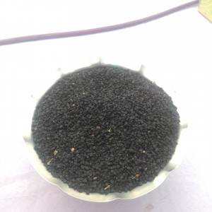 পেয়াঁজ (বারি পেয়াঁজ ১, তাহেরপুরী) মাঠ ‍দিবস