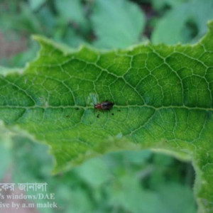 স্কোয়াশের ফ্লি বিটল পোকা