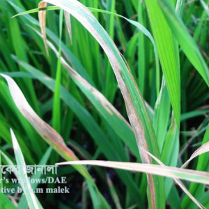 ব্যাকটেরিয়াজনিত পাতা পোড়া রোগ