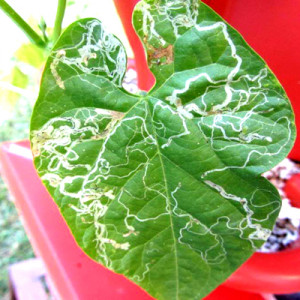 শিমের পাতা সুড়ঙ্গকারী পোকা