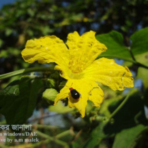 ধুন্দলের ফ্লি বিটল