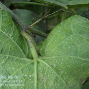 পটলের জাপ পোকা