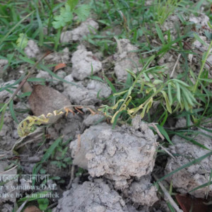 তিসির গোড়া পচা রোগ