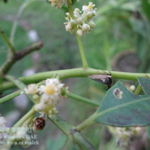 আমড়ার হুটেড হোপার পোকা