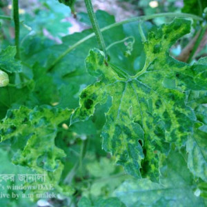 করলার ভাইরাসজনিত মোজাইক রোগ