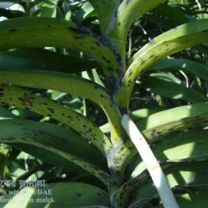 অর্কিডের পাতার দাগ রোগ