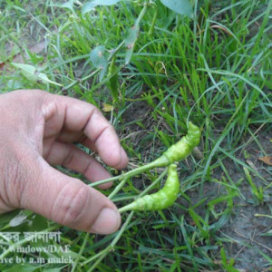 মরিচের ফল বিকৃতি