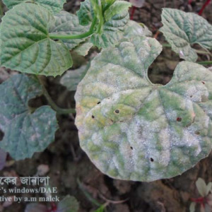 কাকরোলের পাউডারি মিলডিউ রোগ