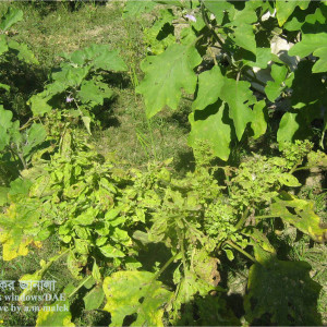 বেগুনের ক্ষুদে পাতা রোগ