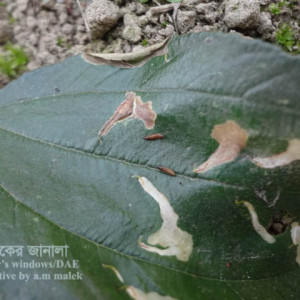 কুলের পাতা সুড়ঙ্গকারী পোকা